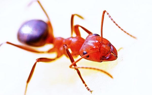 EPIDEMICSonCHIP Project EPIDEMICSonCHIP Project