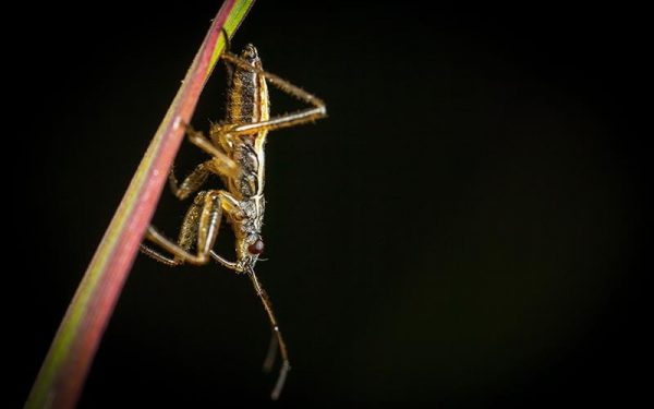 The Insect Cochlea Project The Insect Cochlea Project