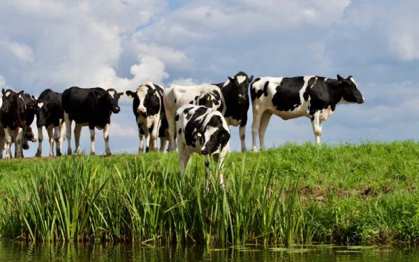 Cows by a river