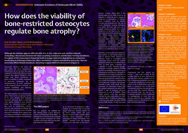 How does the viability of bone-restricted osteocytes regulate bone atrophy?