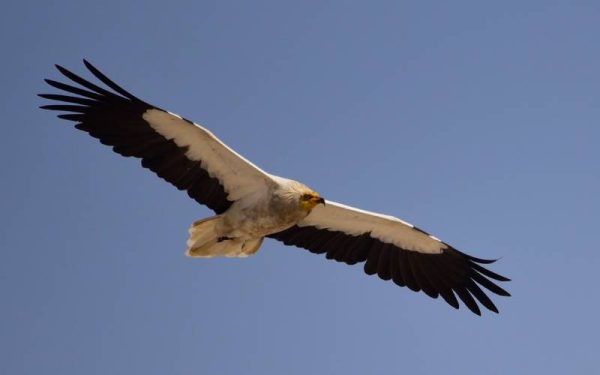 Egyptian vulture flying