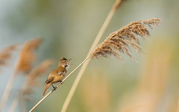 Great reed warbler