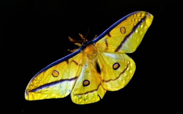 Yellow moth