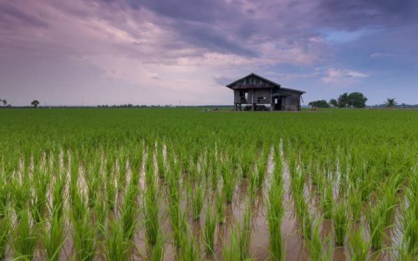 Rice field