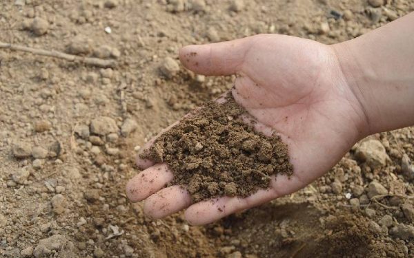Handful of soil