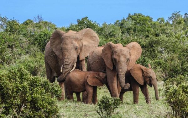 Elephant family