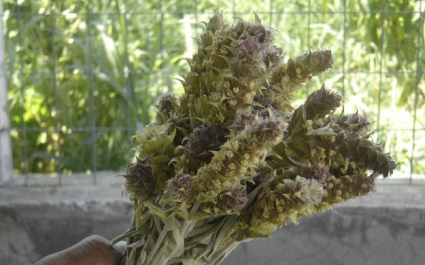 Sideritis scardica