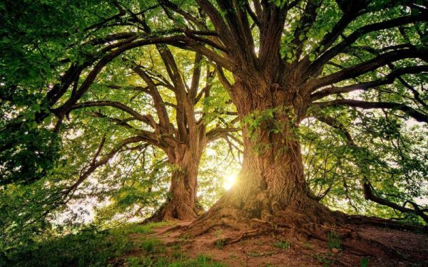 Trees