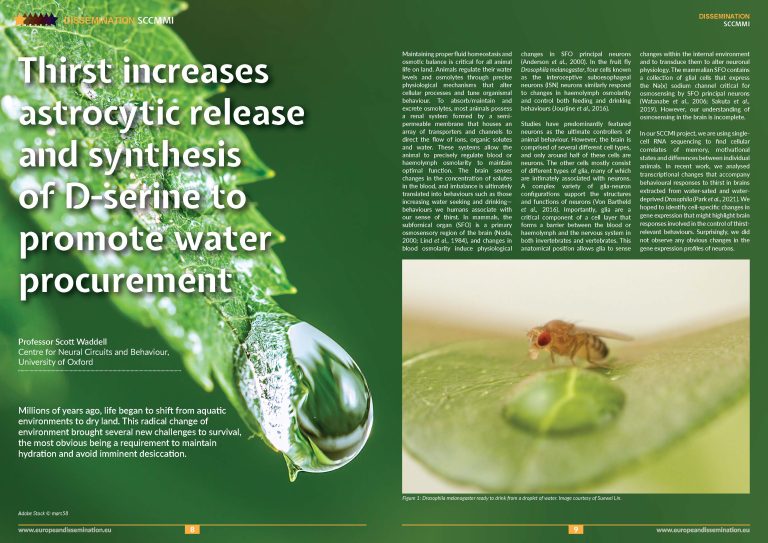 Thirst increases astrocytic release and synthesis of D-serine to promote water procurement