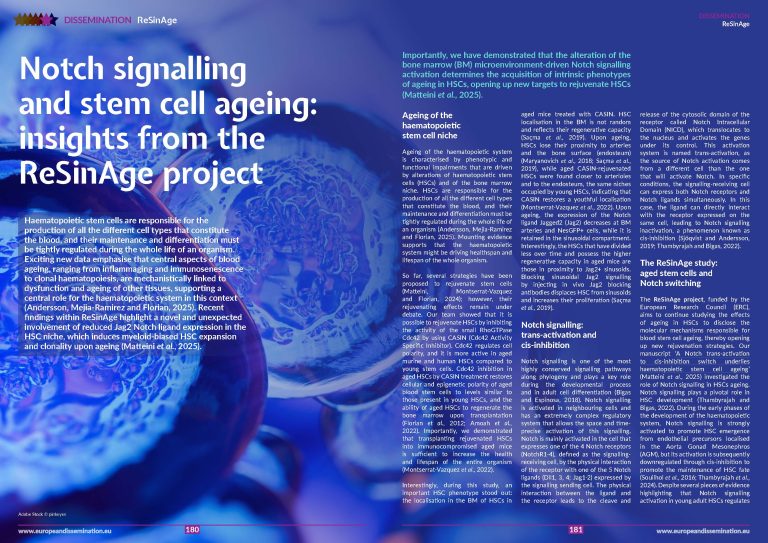 Notch signalling and stem cell ageing: insights from the ReSinAge project