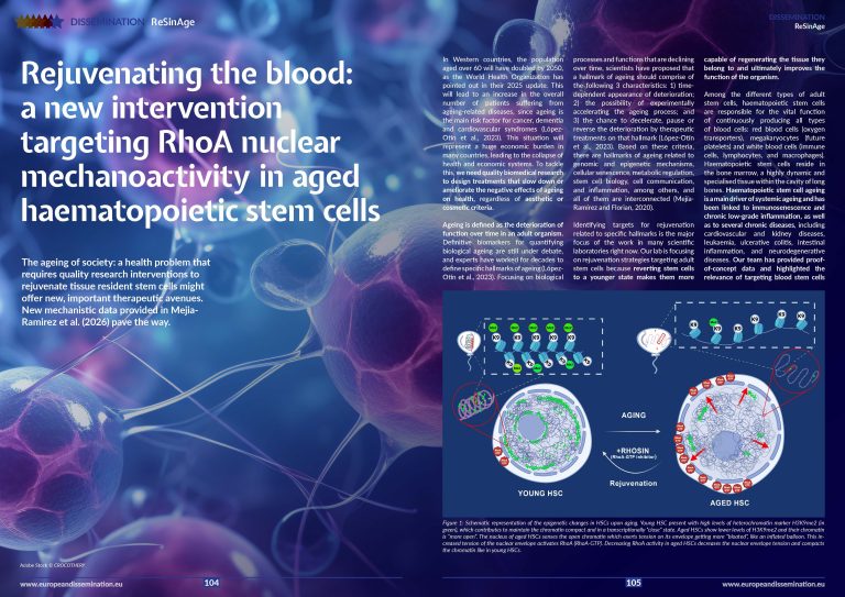 Rejuvenating the blood: a new intervention targeting RhoA nuclear mechanoactivity in aged haematopoietic stem cells