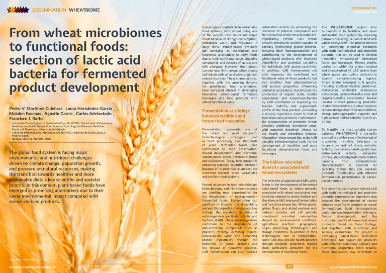 From wheat microbiomes to functional foods: selection of lactic acid bacteria for fermented product development